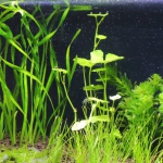 植栽から2日目　スクリューバリスネリア